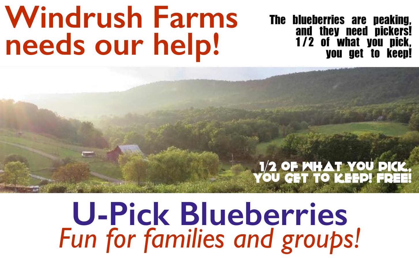 U-Pick Blueberries at Windrush Farms, Keep Half!